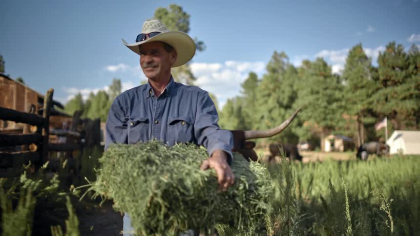 Man walks away from steer carrying bale paralleling fence separating horses from cattle