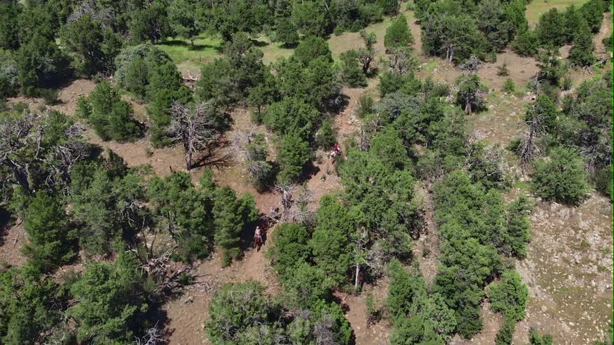 Horsemen ride horses along trail through widely spaced trees