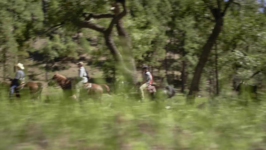 A group of men ride horses through a forest