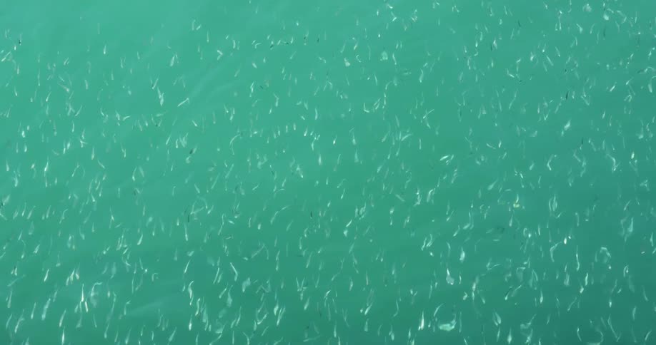 Fish in the water