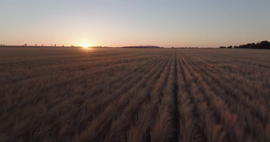 An aerial view of farmland with large rows of crops at dusk