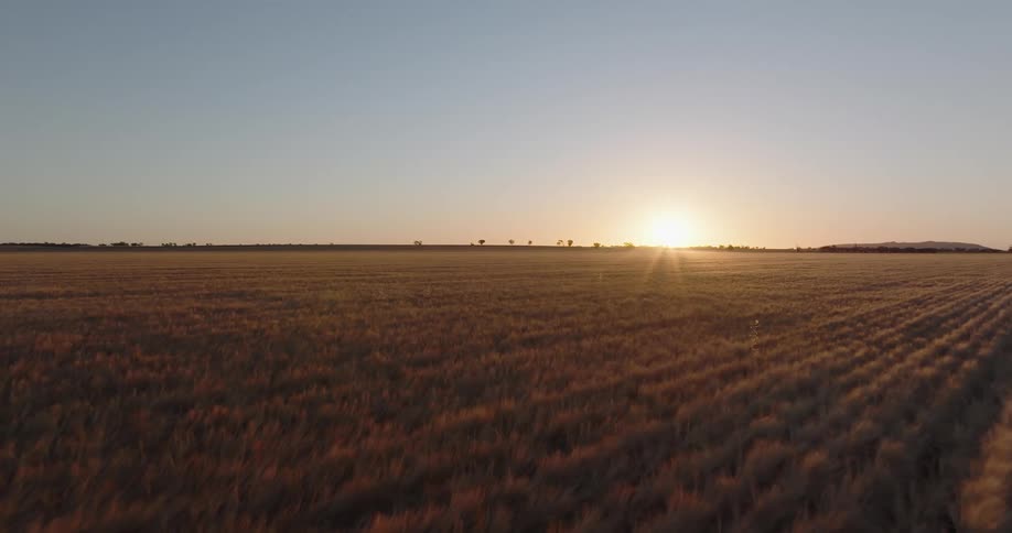 A bright sun on the horizon is shining on a field of crops