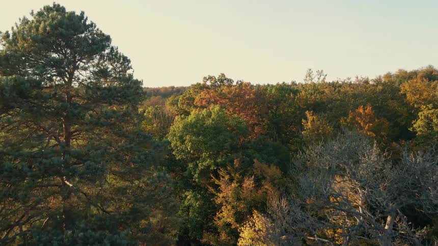 Aerial view of a forest of trees with leaves in fall colors