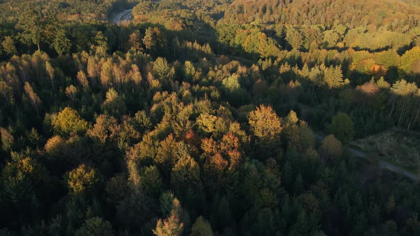Vehicles move along road through trees with fall foliage