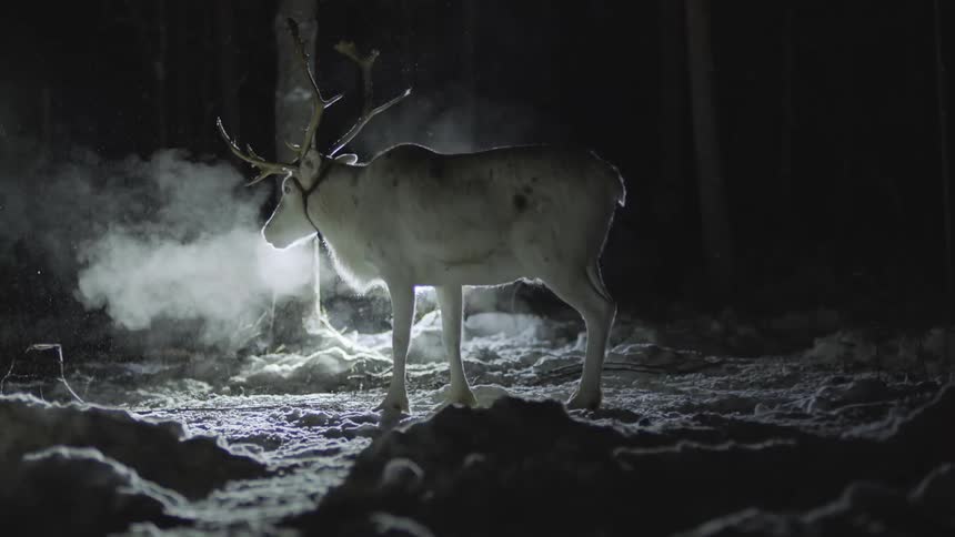 A reindeer standing in the snow