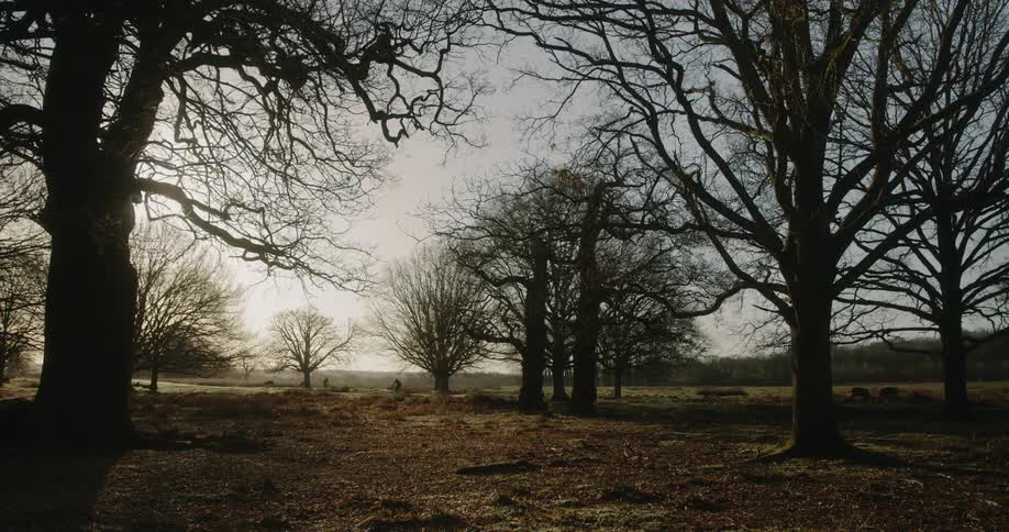 Bicyclists riding through London's Richmond Park on a crisp, sunny autumnal day