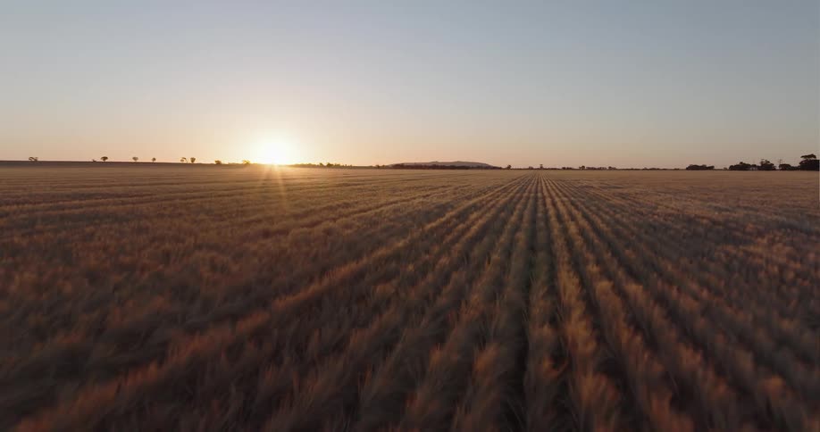A bright sun on the horizon is shining on a field of crops