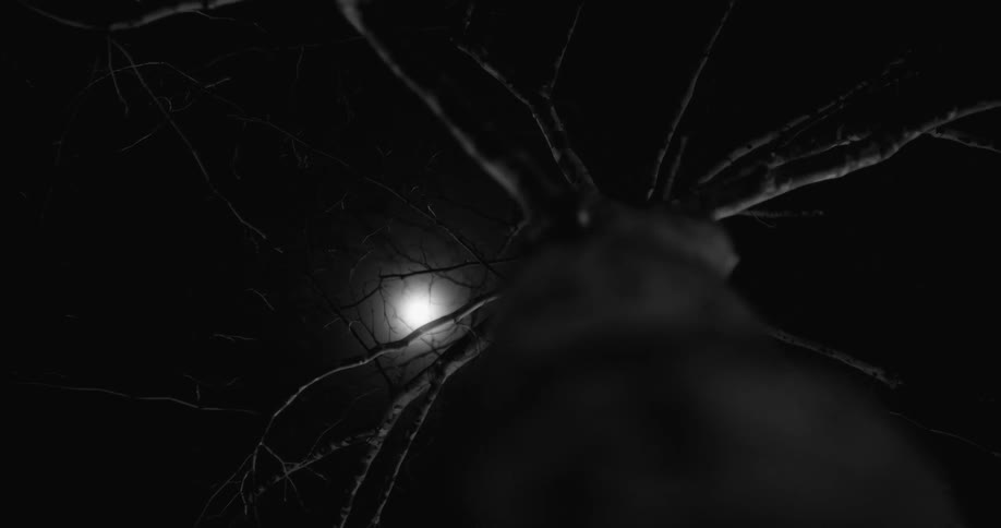 Moonlight is shining through the branches of a tree on a dark night