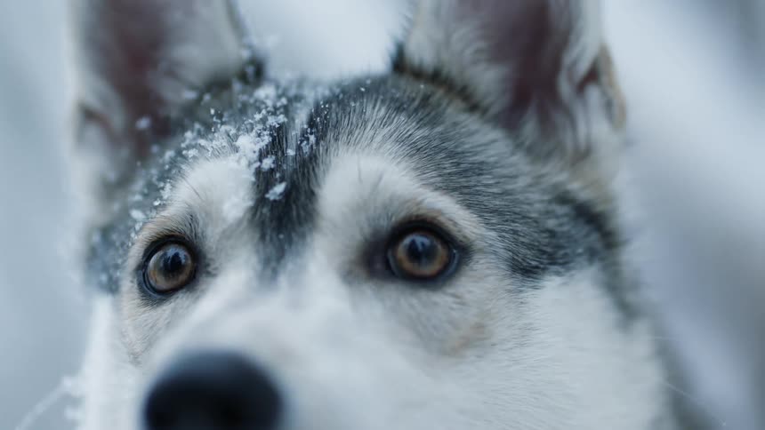 A husky sits outside with snow on its face