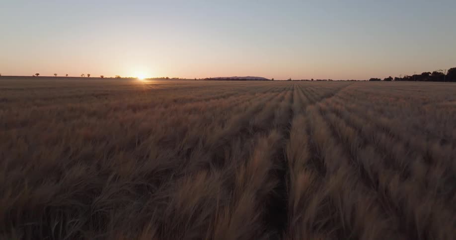 A bright sun on the horizon is shining on a field of crops
