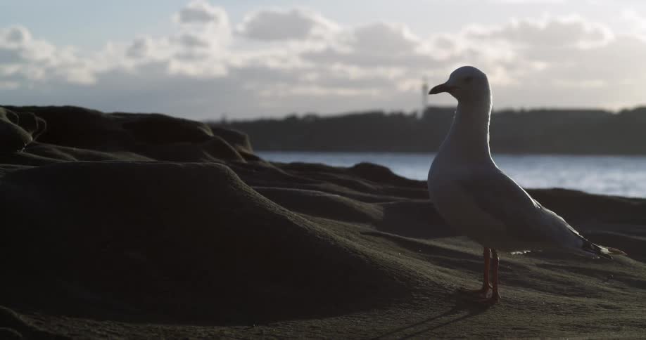 A seagull is sitting along the coast looking around