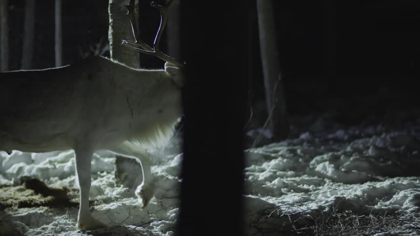 A reindeer is walking through the snow in the forest at night