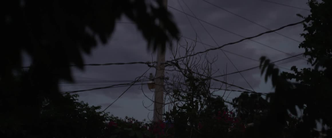Trees and leaves blow at sunset on a cloudy day