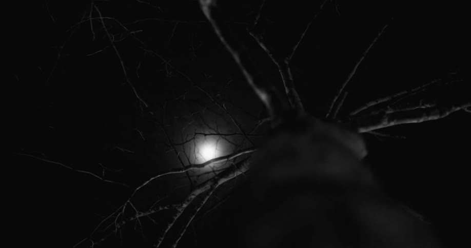 Moonlight is shining through the branches of a tree on a dark night