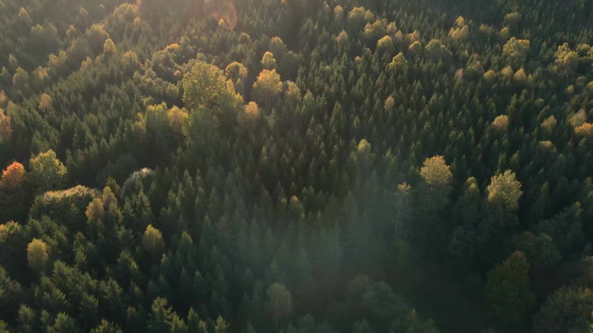 The sun is shining on the large forest
