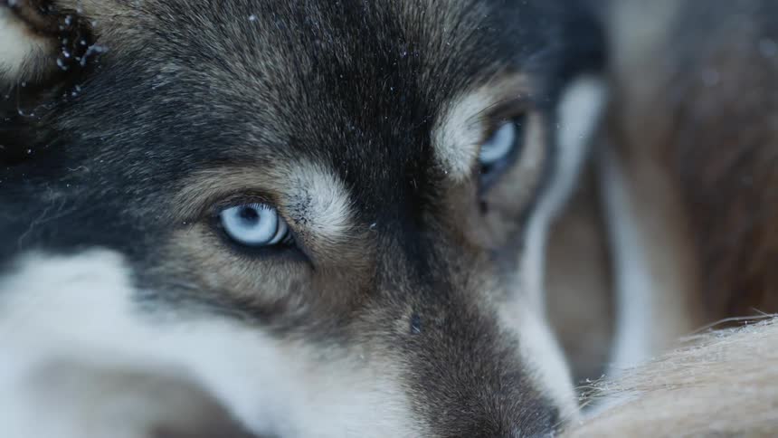 Canine blinks it eyes close lying down as it snows