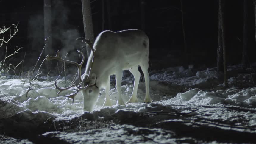 A light is shining on a wild animal as it sniffs the snowy ground
