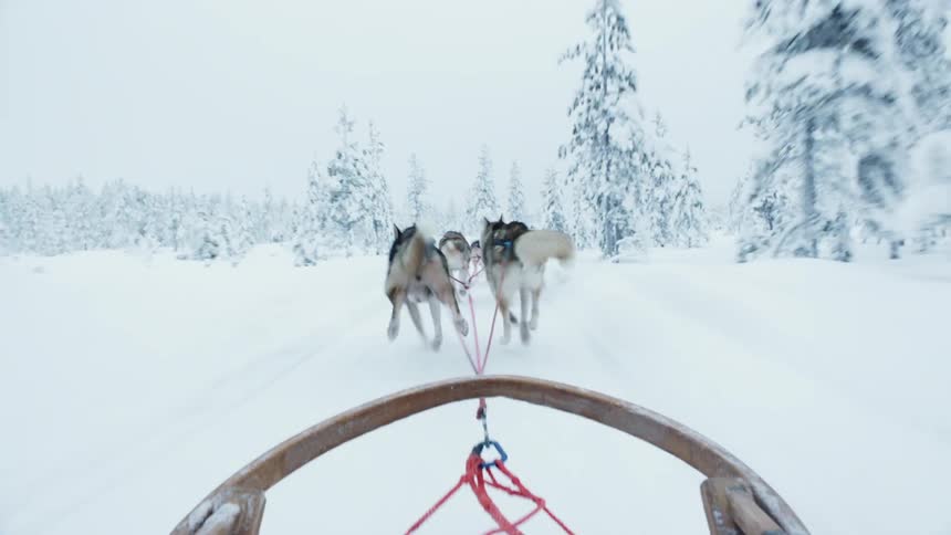 The dogs pull the sled through the snow