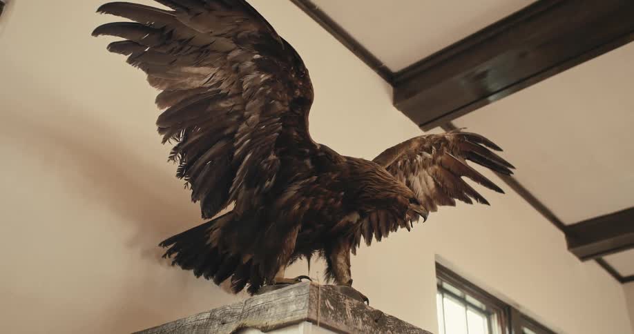 A stuffed eagle sits in a home