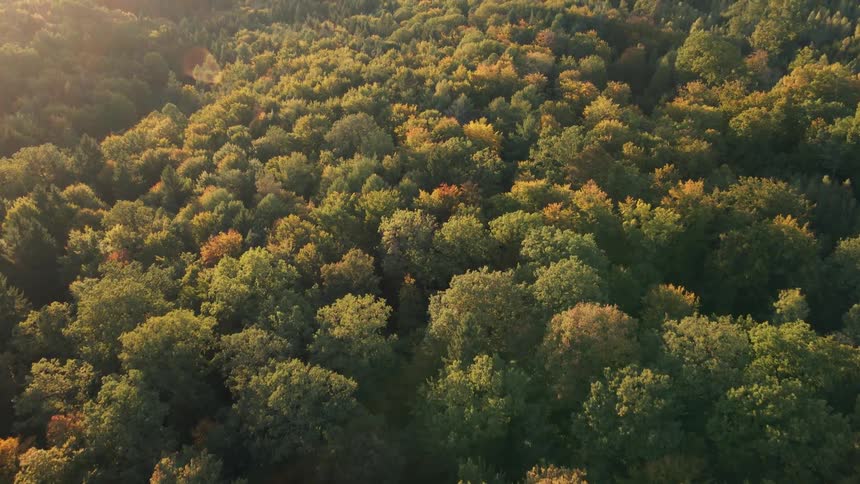 Trees are changing color in forest stretching to the horizon