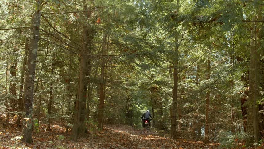 Motorcyclist wearing helmet rides through conifer forest stirring fallen leaves as bird flies by