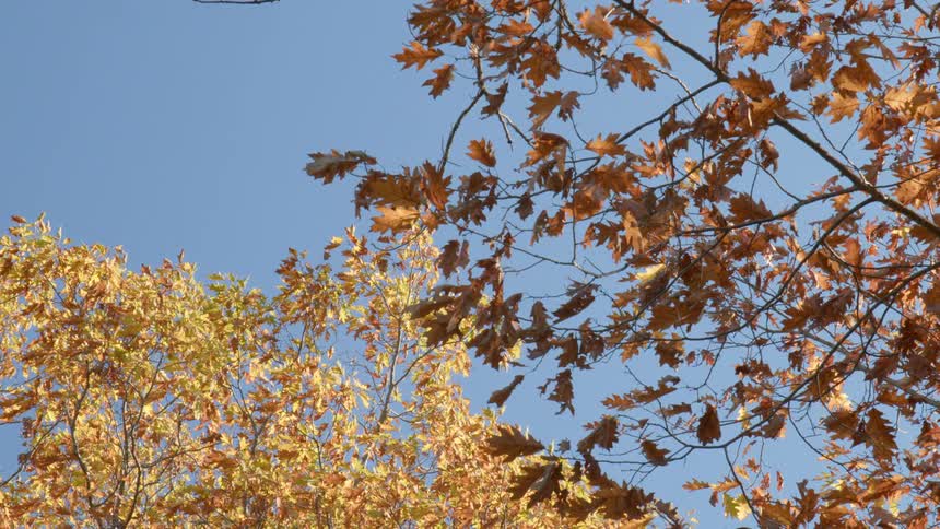 Fall colored leaves on tree branches move in the breeze high in a clear blue sky