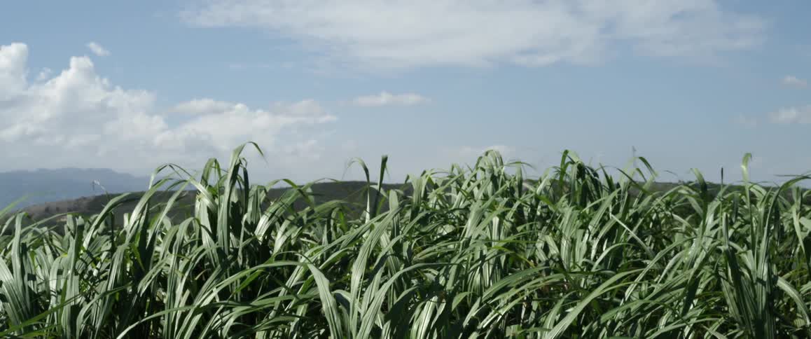 Tall grass blows in the wind of this field