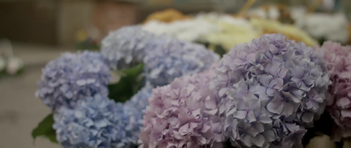 Close up of some blue and purple flowers