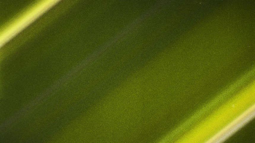 Green and gold bands of color flow across digital image