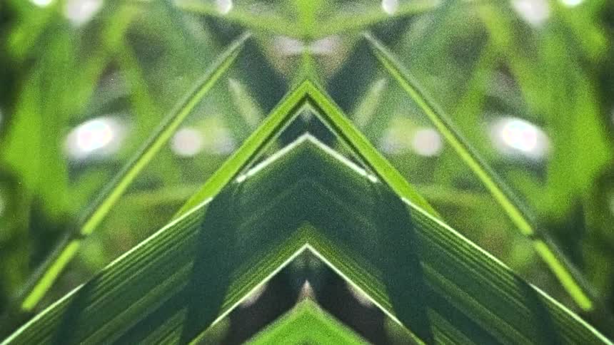 Mirror reflection of grass blades brushing on the camera lens caught on vintage film
