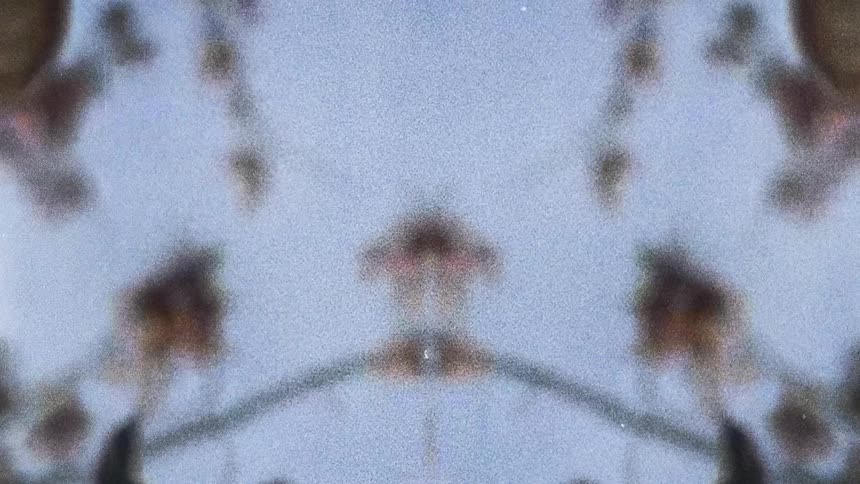 Reflected mirror image of tree branches caught on vintage film