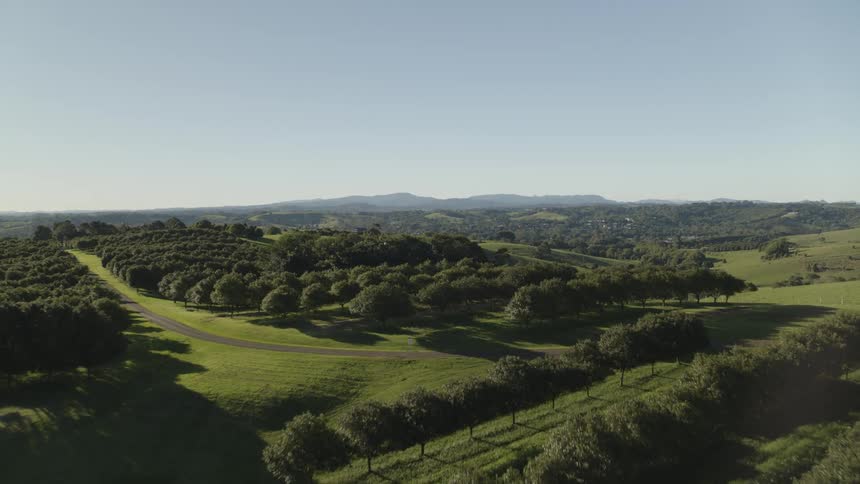 Aerial view of forest