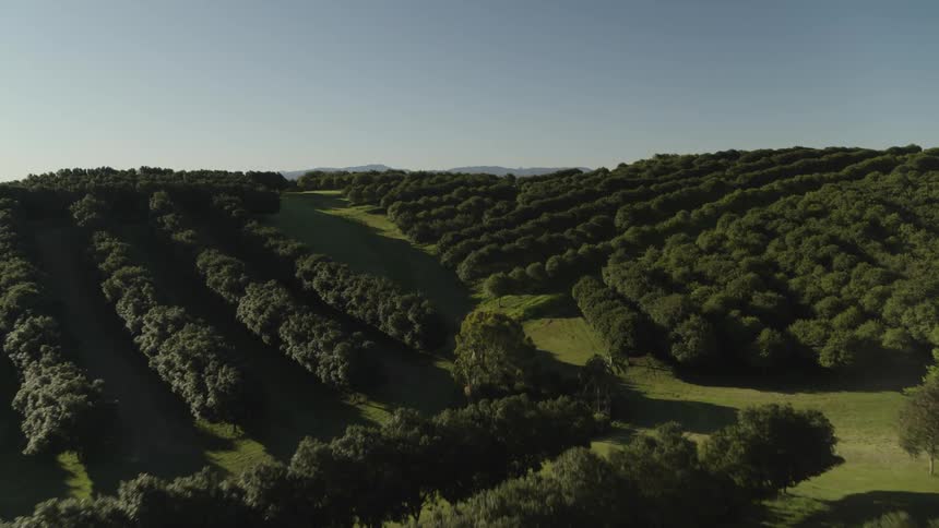 Aerial view of rows trees on a farm on the hills at morning