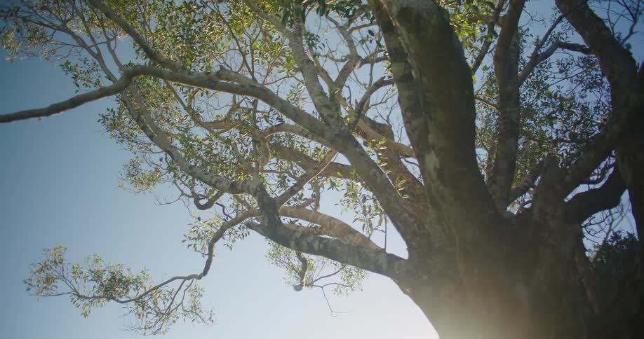 Sun shines through tree with tangled branches under a clear sky