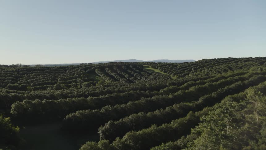 Aerial view of a large area of land covered with trees and plants on small hills