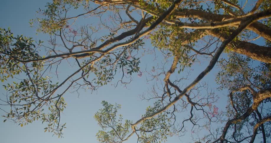 The sun is shining on the tall tree