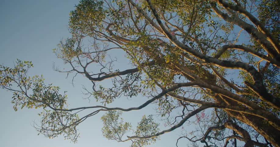 Tree with branches against cloudless sky