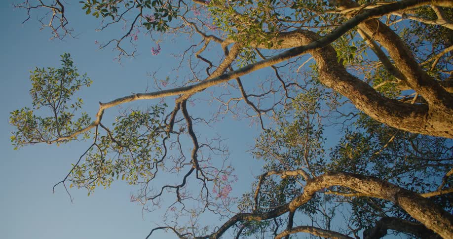 Tall branches of a tree trunk against the blue sky at evening