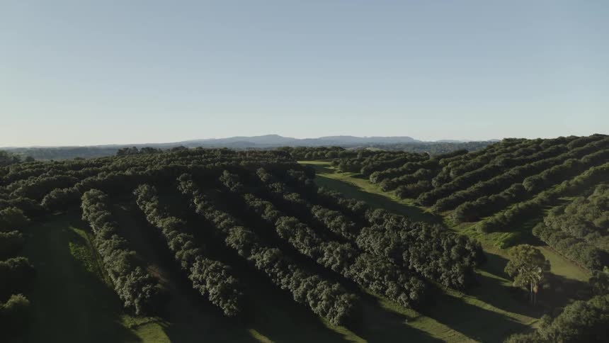 Aerial view of rows of trees on a farm in the hills in the morning