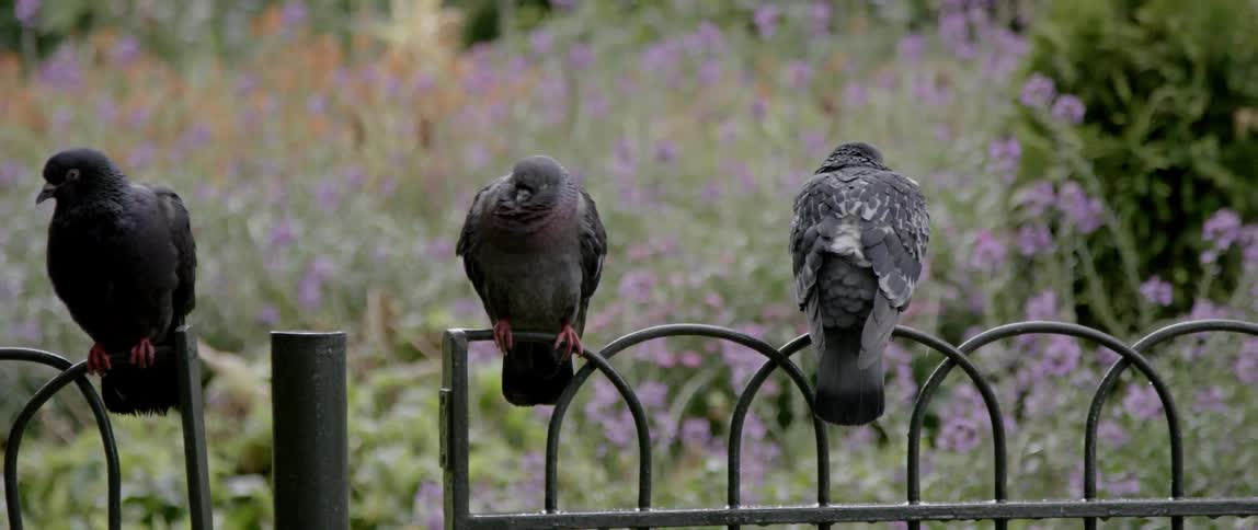 A few birds sitting on an iron fence