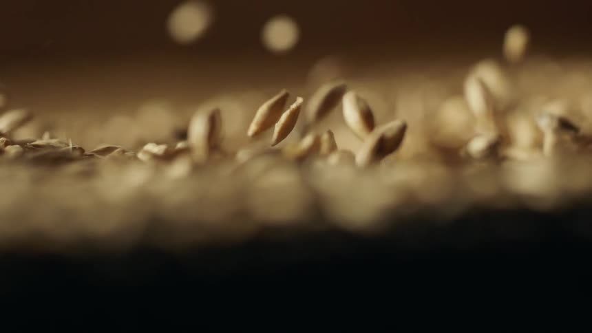 Slow motion shot of malted barley falling and bouncing of surface