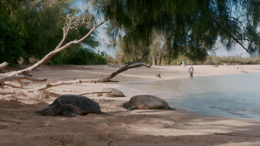 Two large turtles are on a beach as the waves roll over the sand