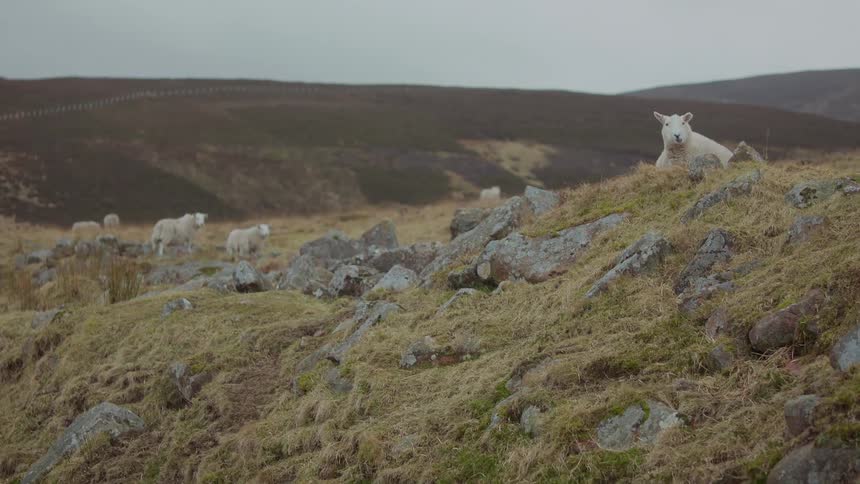 Sheep herd stands on hill near yellowing grass dotted with rocks