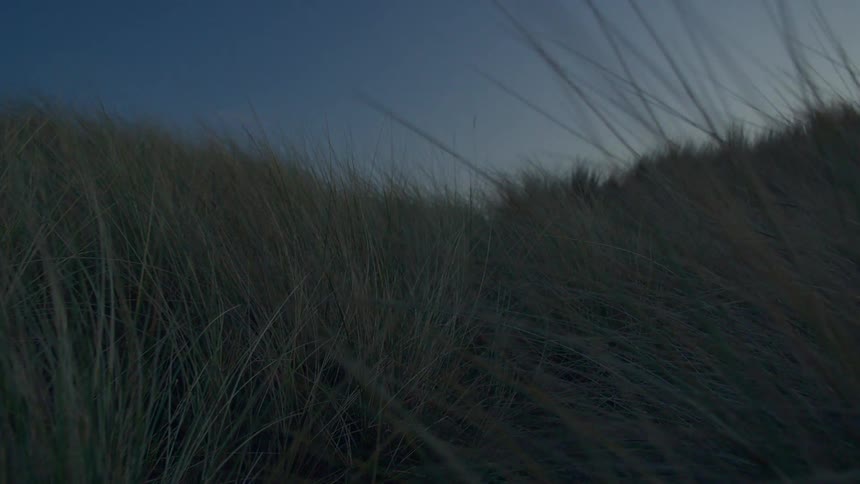 View of long wild grass in the field at dusk