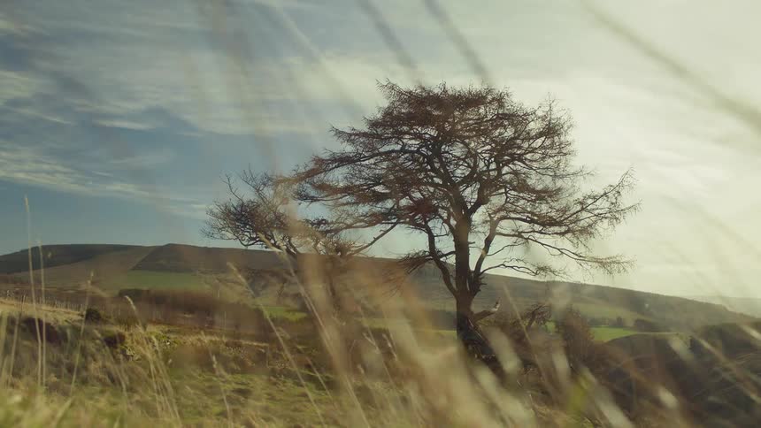 Solitary tree standing in a hill on the countryside at morning
