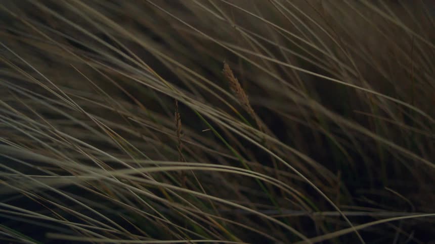 Tall grass and weeds move in the breeze