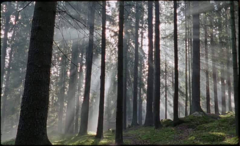 The sun shines through tall trees and fog in the woods