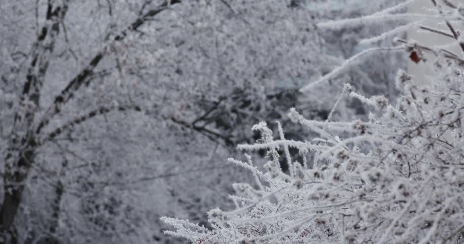 Trees are covered with ice and snow