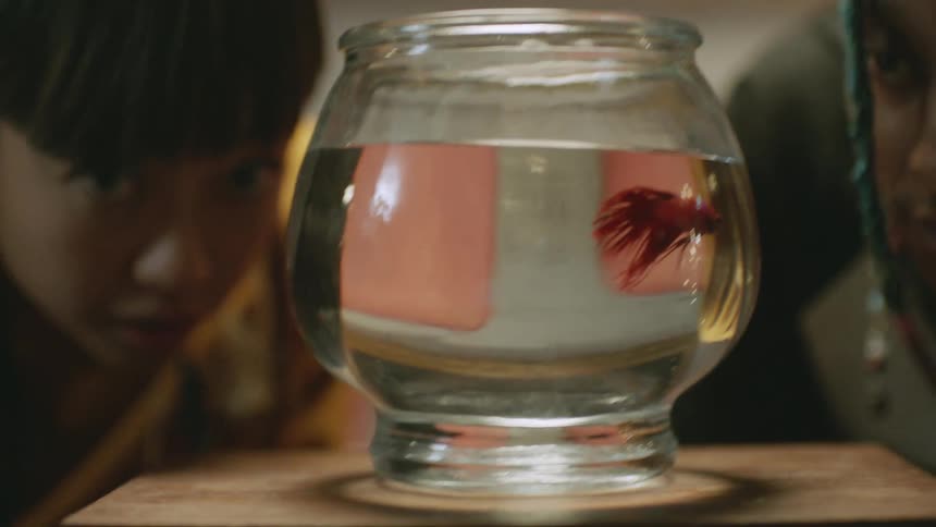 A woman takes photos of her betta fish with a dslr camera