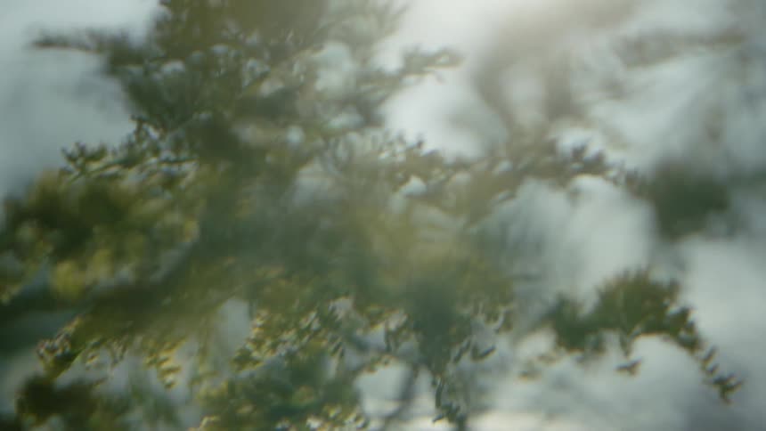 Close up of blurry tree branches swaying in the wind
